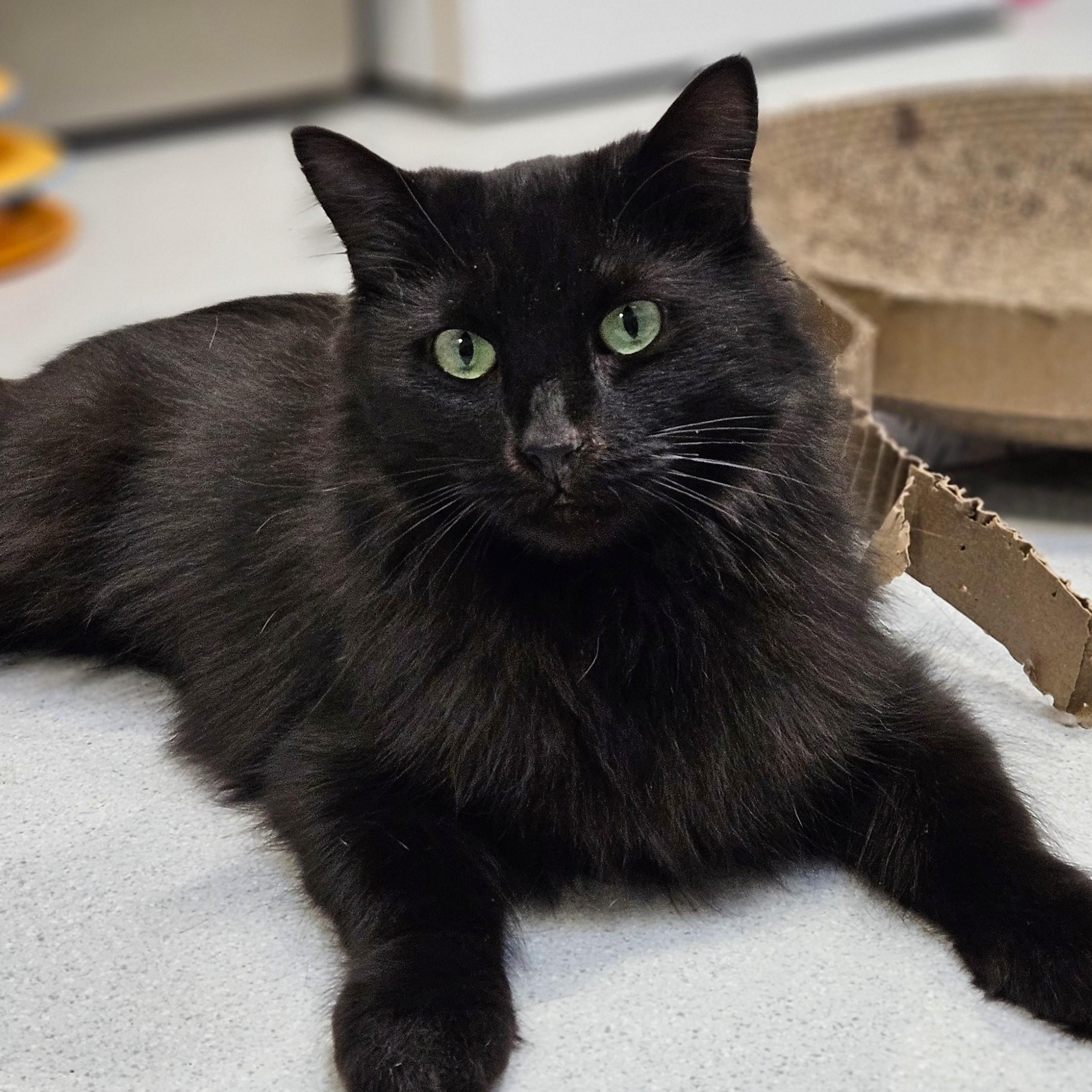 Enlarge Ming, a Adoptable Domestic Long Hair in Endicott, NY image 2/4