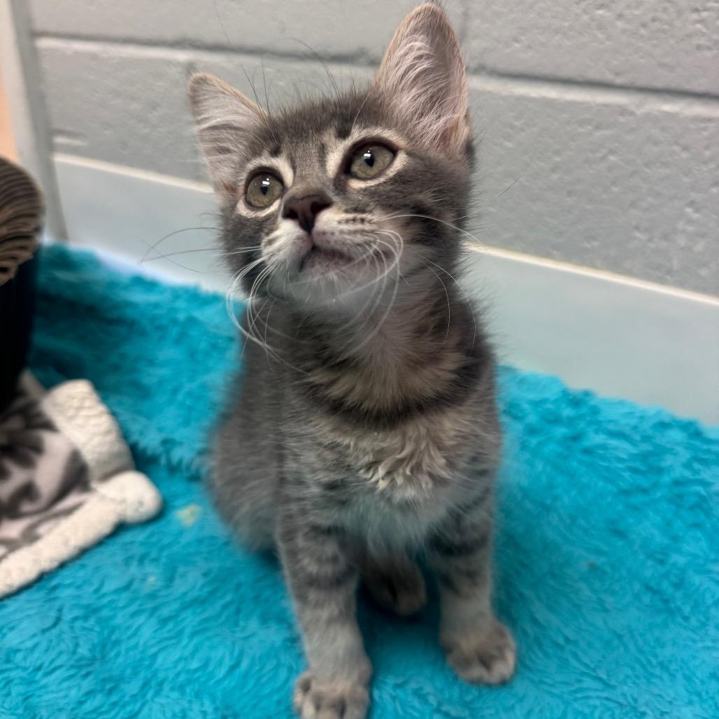 Enlarge Sage, a Adoptable Domestic Medium Hair in Buellton, CA image 1/2