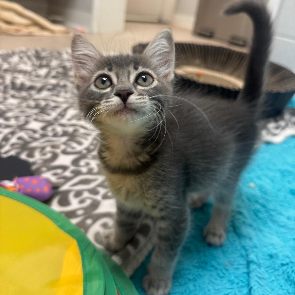 Enlarge Sage, a Adoptable Domestic Medium Hair in Buellton, CA image 2/2