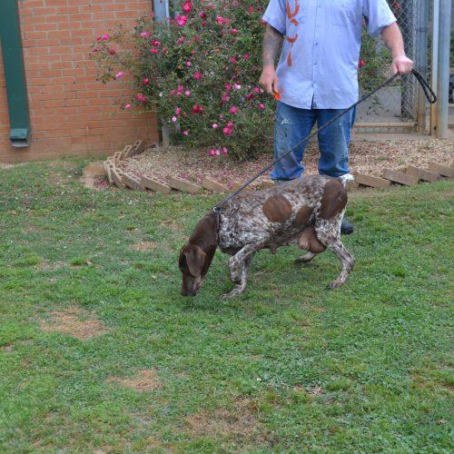 Enlarge Bell Star, a Adoptable German Shorthaired Pointer in Jackson, LA image 1/3