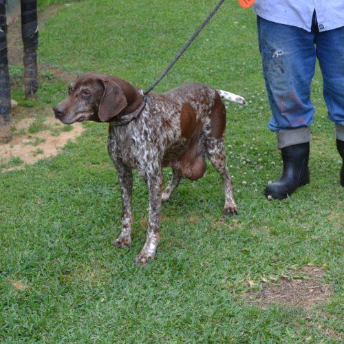 Enlarge Bell Star, a Adoptable German Shorthaired Pointer in Jackson, LA image 2/3
