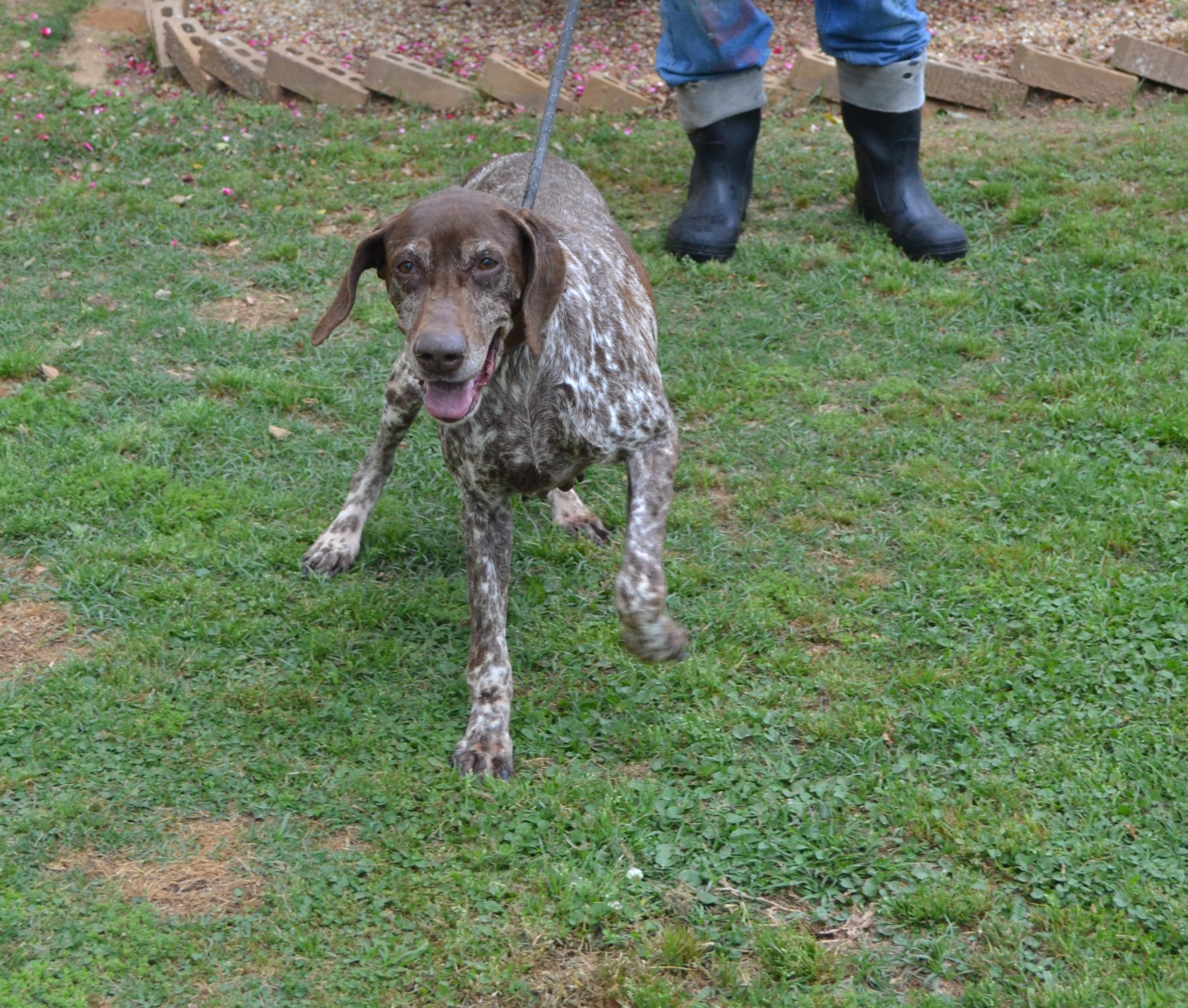 Enlarge Bell Star, a Adoptable German Shorthaired Pointer in Jackson, LA image 3/3