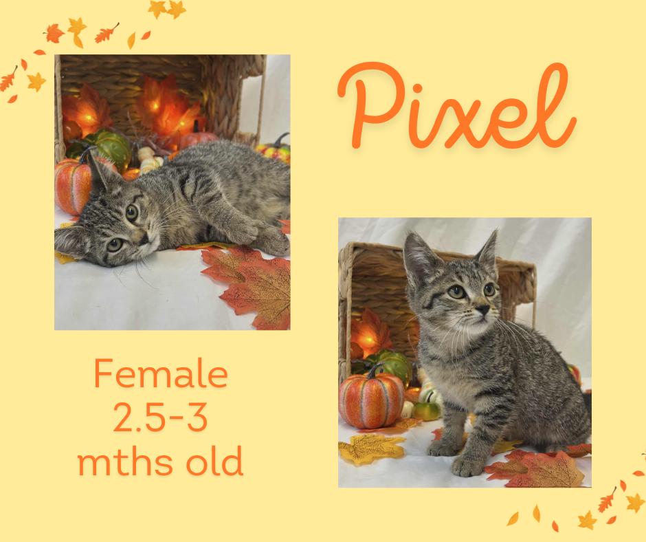 Pixel, Adoptable, Kitten Female Domestic Short Hair.