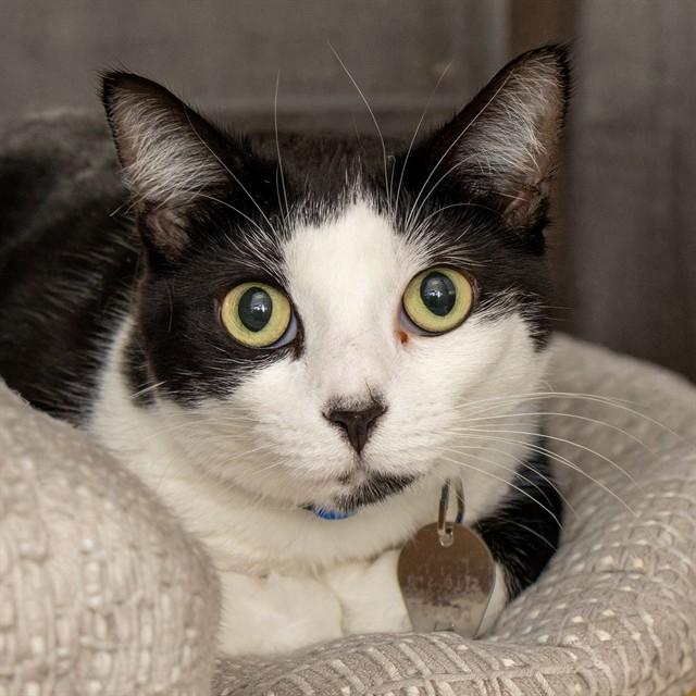 JILL, Adoptable, Adult Female Domestic Short Hair.