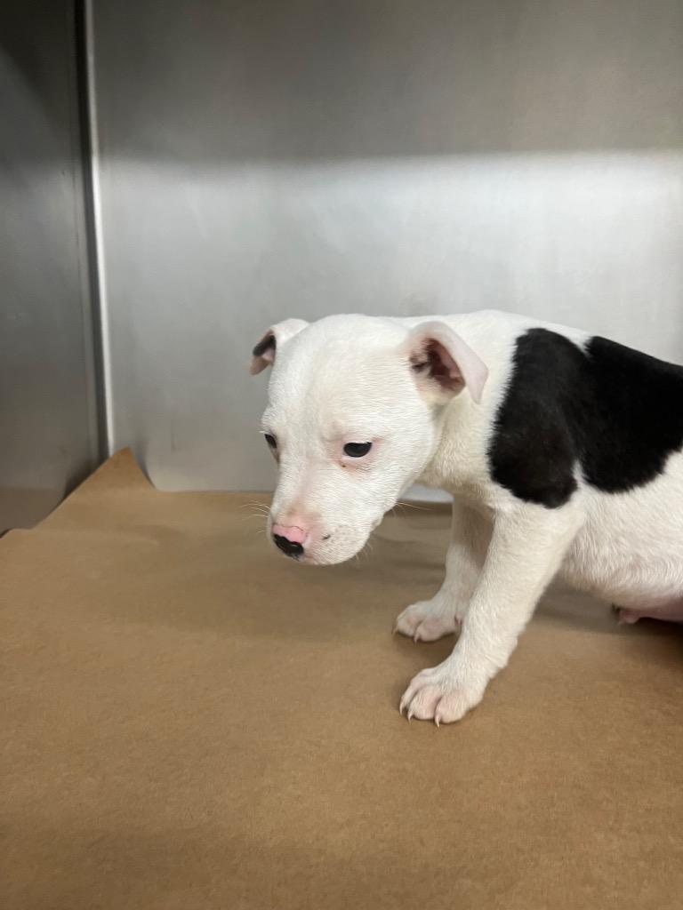 Bee, Adoptable, Puppy Male Mixed Breed.