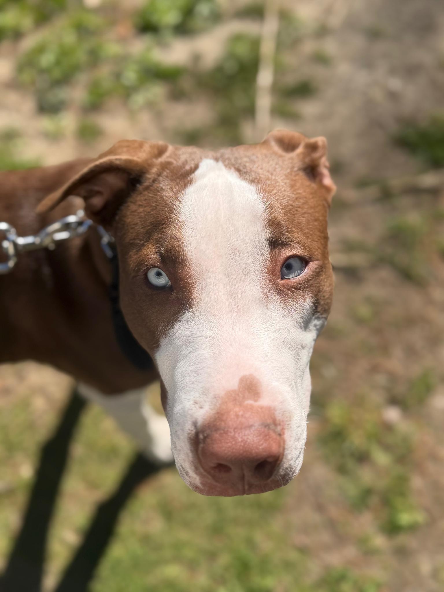 Enlarge Moomba, a Adoptable mixed breed in Pembroke, MA image 2/5