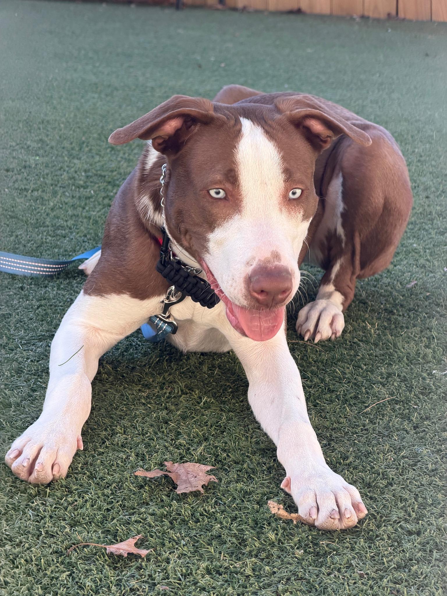Enlarge Moomba, a Adoptable mixed breed in Pembroke, MA image 4/5