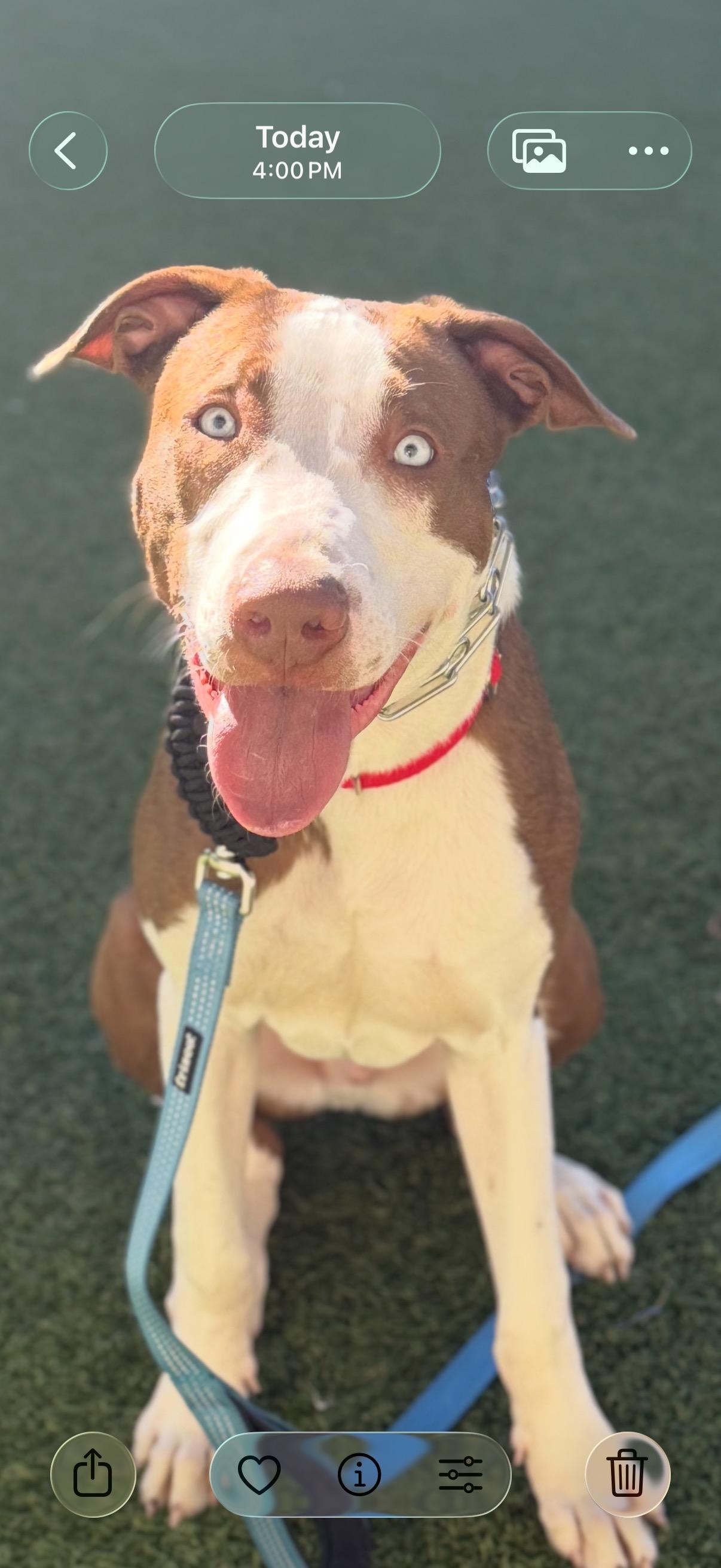 Enlarge Moomba, a Adoptable mixed breed in Pembroke, MA image 1/5