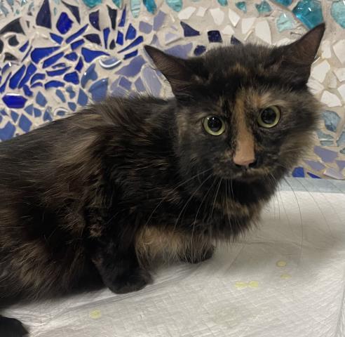 TARTANE, Adoptable, Young Female Domestic Medium Hair.