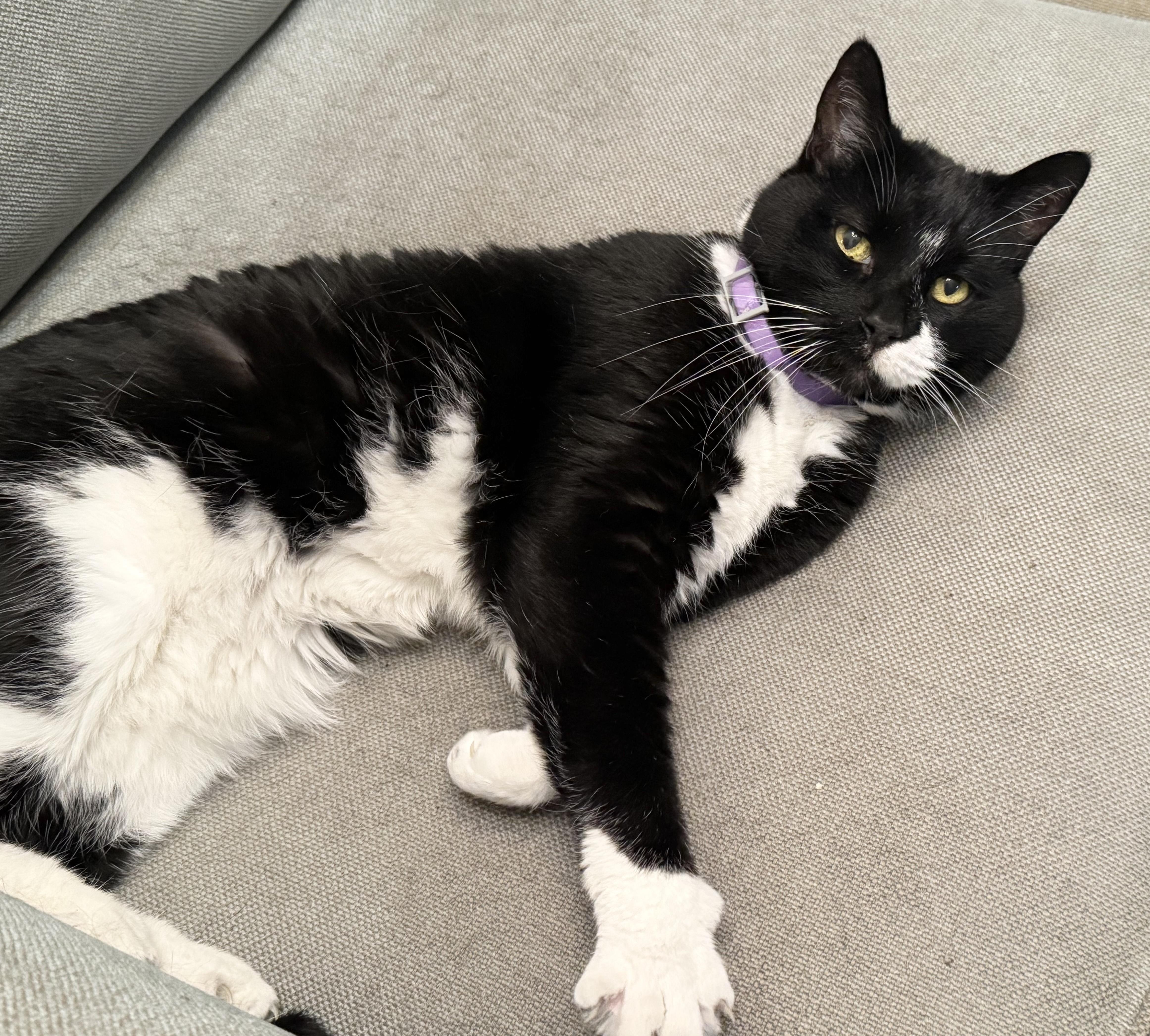Chairman Meow thumbnail 3