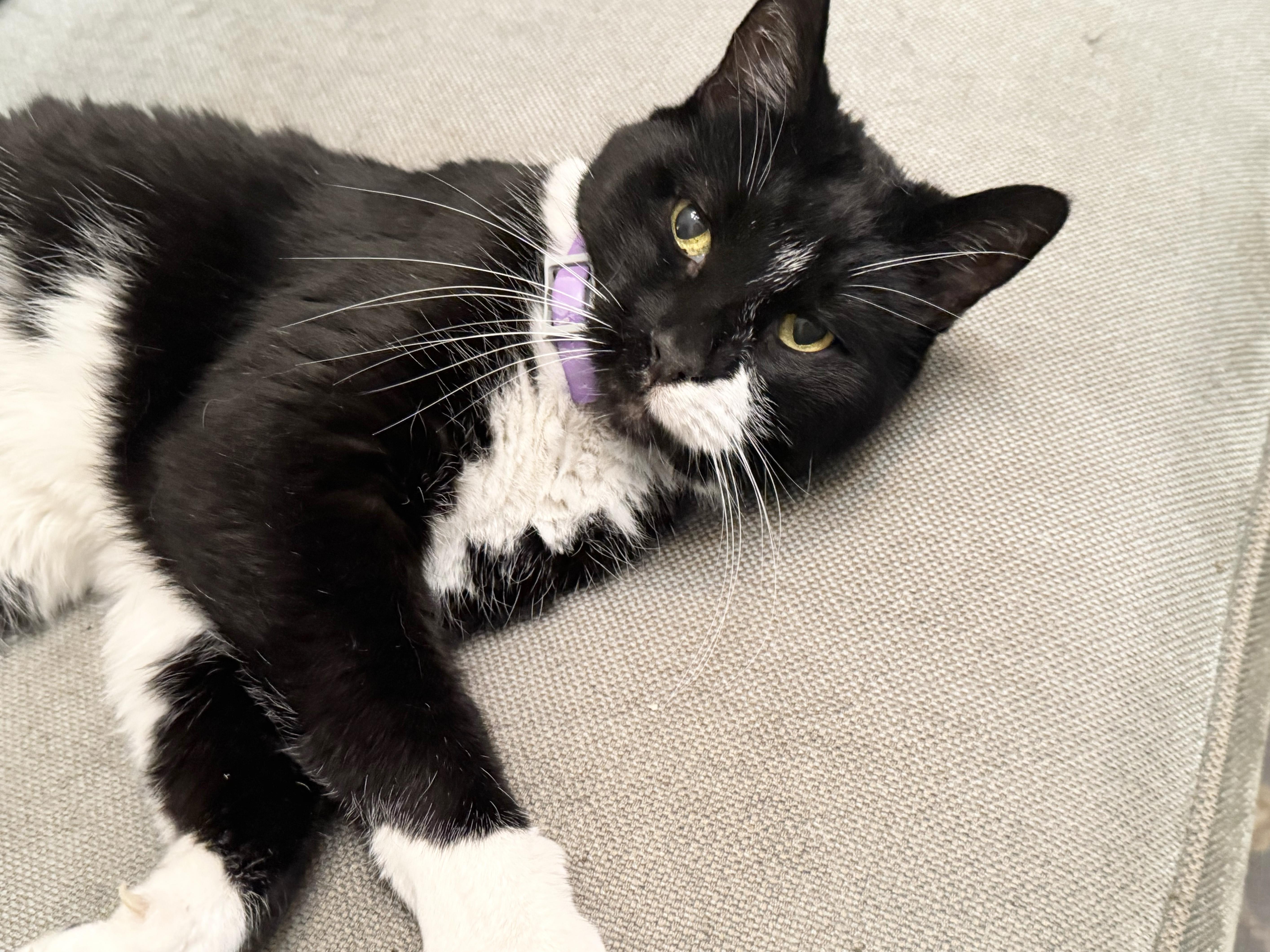 Chairman Meow thumbnail 4