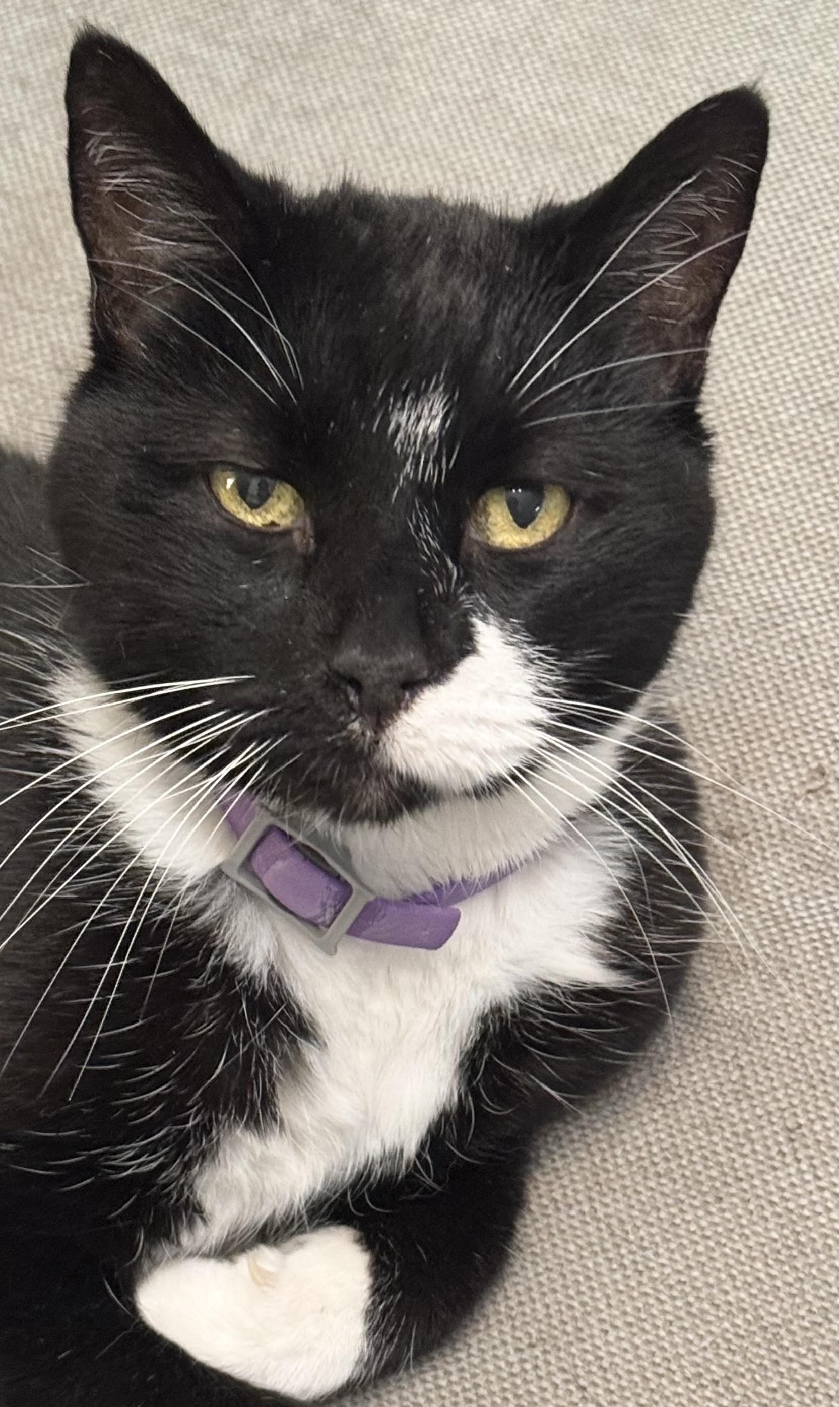 Chairman Meow thumbnail 2