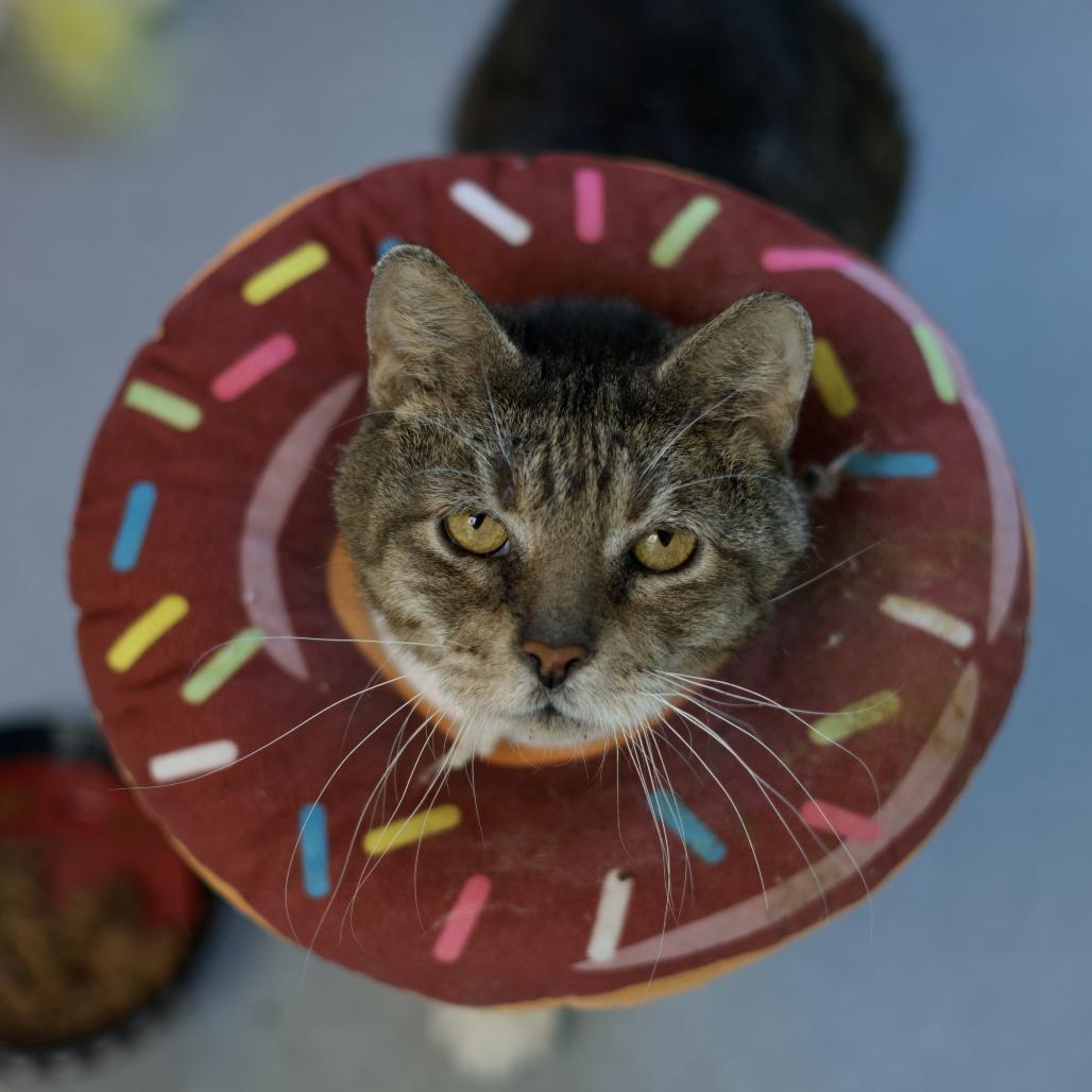 Hubert, Adoptable, Adult Male Domestic Short Hair.