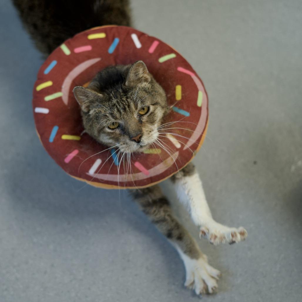Enlarge Hubert, a Adoptable Domestic Short Hair in Lakewood, CO image 2/4