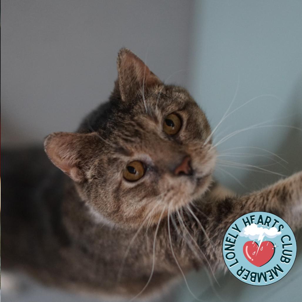 Enlarge Hubert, a Adoptable Domestic Short Hair in Lakewood, CO image 4/4