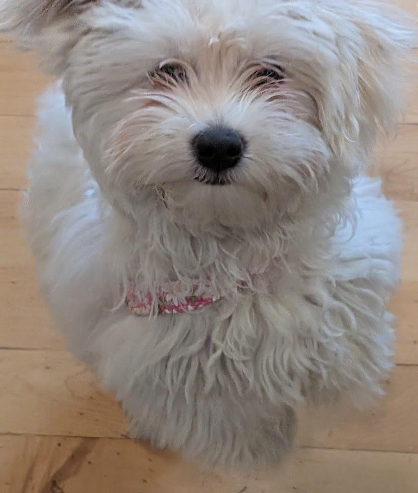 Enlarge COCO, a ADOPTABLE mixed breed in Eden Prairie, MN image 2/2