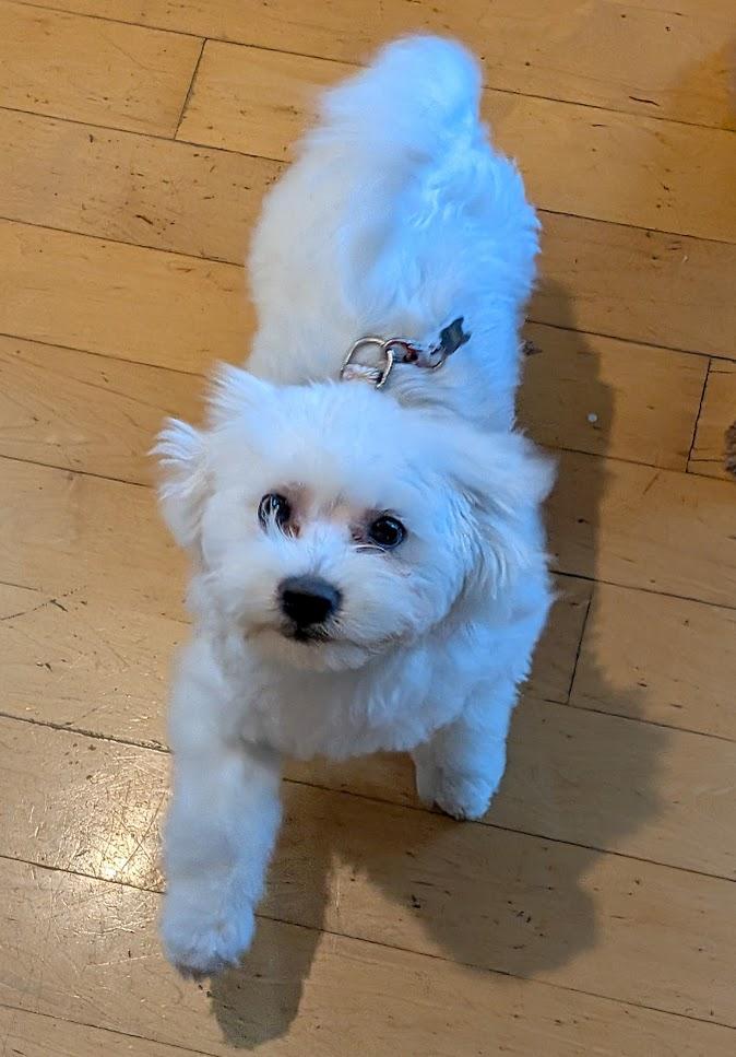 COCO, ADOPTABLE, Puppy Female Shih Tzu & Maltese.