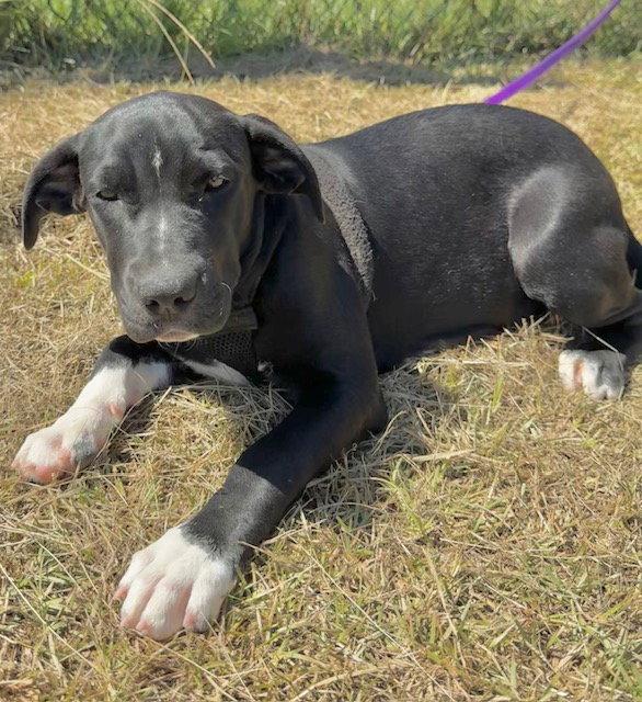 Ailey, Adoptable, Young Female Labrador Retriever.