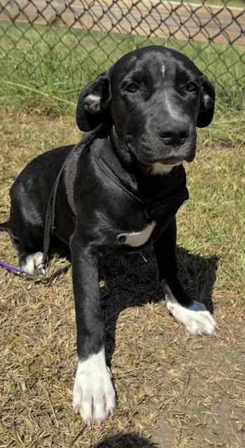 Enlarge Ailey, a Adoptable Labrador Retriever in Tarrytown, GA image 2/3