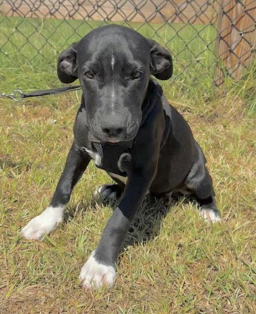 Enlarge Ailey, a Adoptable Labrador Retriever in Tarrytown, GA image 3/3