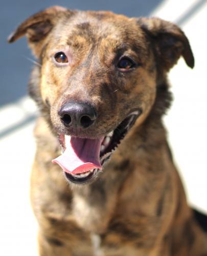 Hera AKA Honey, Adoptable, Adult Female Shepherd & Boxer.