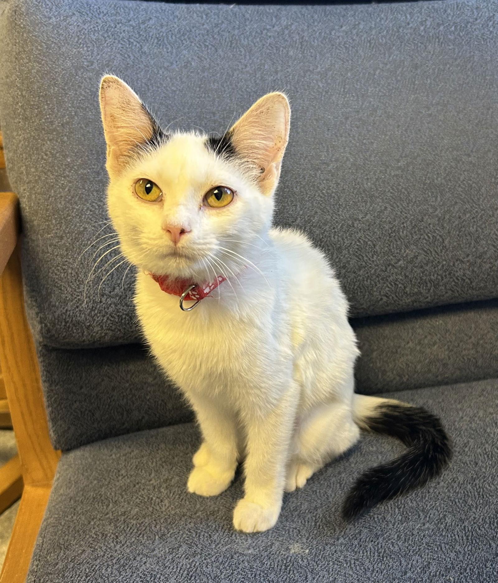 Enlarge Pam, a Adoptable Domestic Short Hair in Steeleville, IL image 2/6