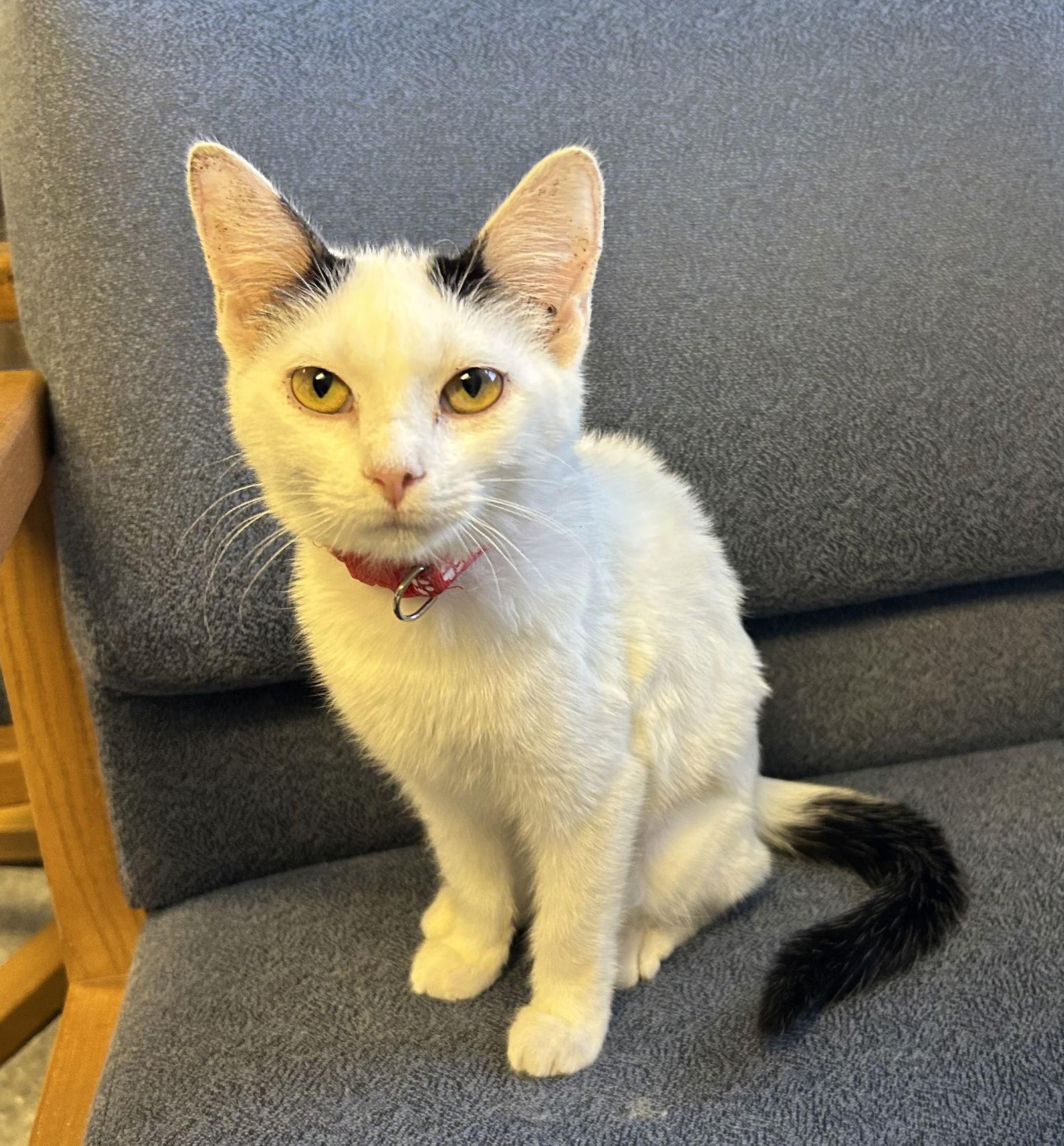 Enlarge Pam, a Adoptable Domestic Short Hair in Steeleville, IL image 3/6