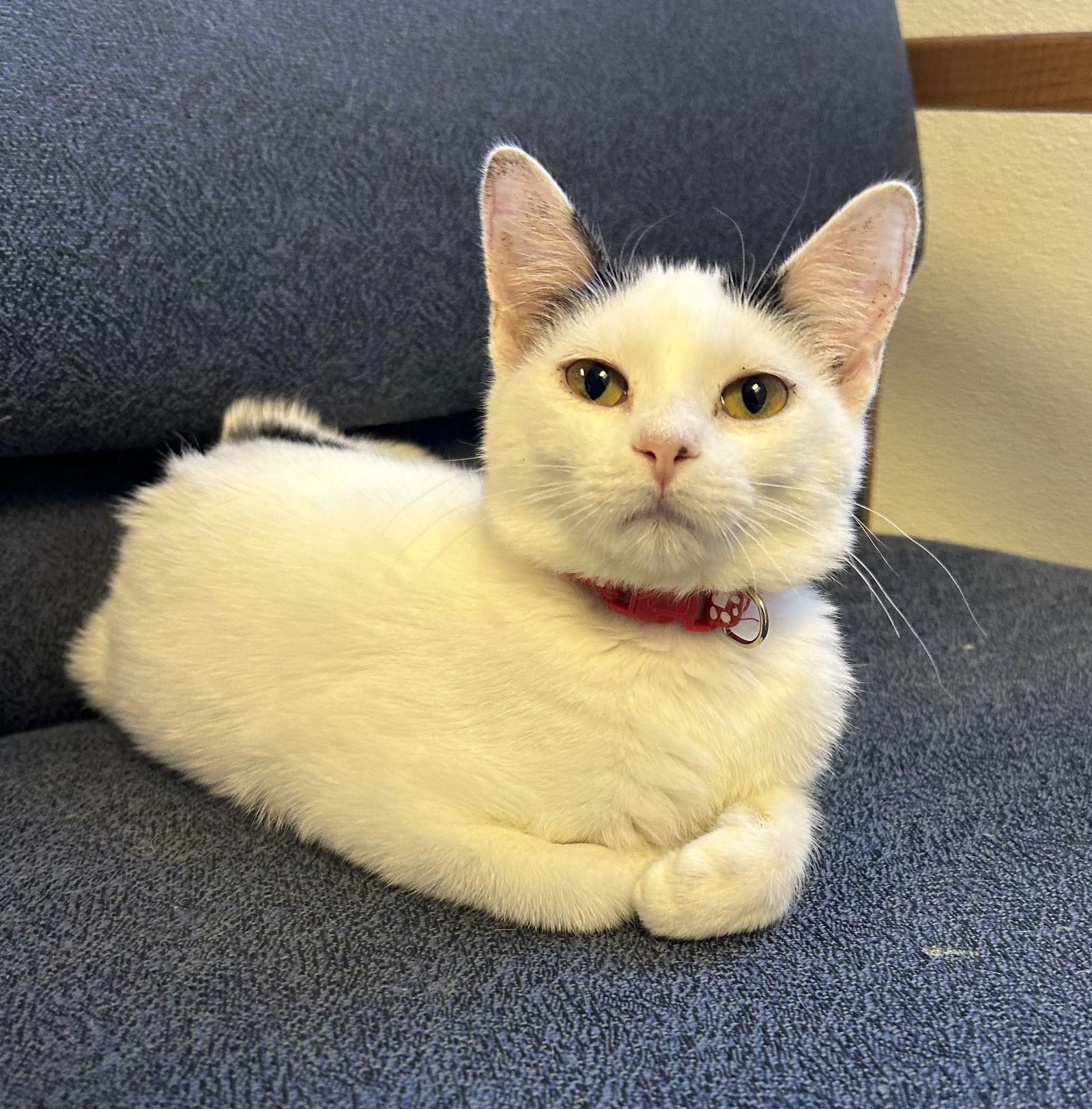 Enlarge Pam, a Adoptable Domestic Short Hair in Steeleville, IL image 6/6