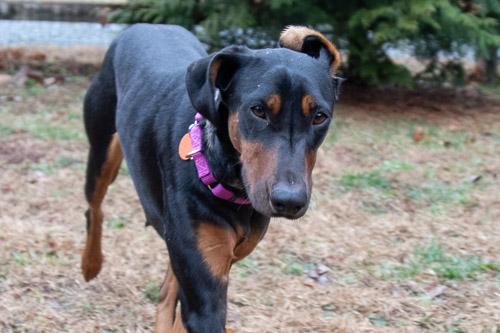Enlarge ADELINE, a ADOPTABLE Doberman Pinscher in Greensboro, NC image 3/6