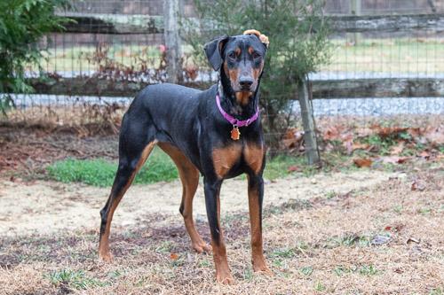 Enlarge ADELINE, a ADOPTABLE Doberman Pinscher in Greensboro, NC image 1/6