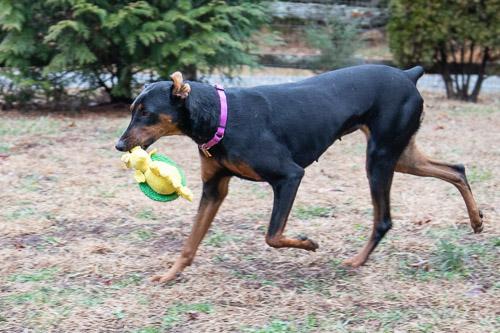 Enlarge ADELINE, a ADOPTABLE Doberman Pinscher in Greensboro, NC image 4/6