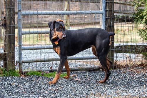 Enlarge ADELINE, a ADOPTABLE Doberman Pinscher in Greensboro, NC image 5/6