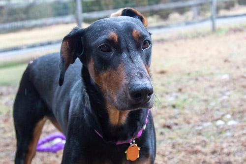 Enlarge ADELINE, a ADOPTABLE Doberman Pinscher in Greensboro, NC image 3/6