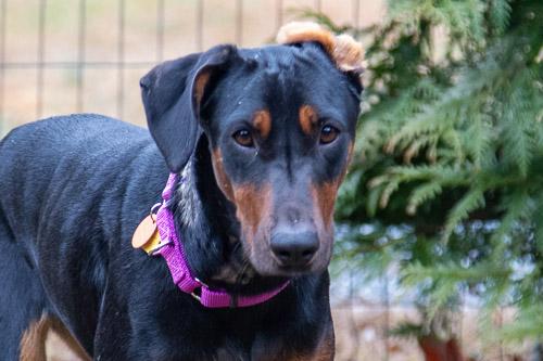 ADELINE, ADOPTABLE, Young Female Doberman Pinscher.