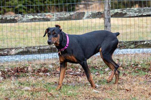 Enlarge ADELINE, a ADOPTABLE Doberman Pinscher in Greensboro, NC image 6/6