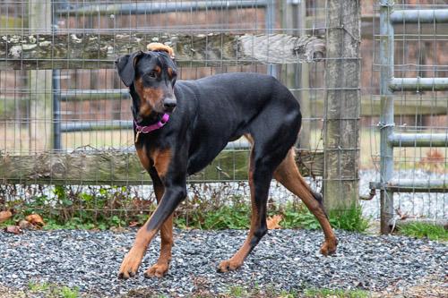 Enlarge ADELINE, a ADOPTABLE Doberman Pinscher in Greensboro, NC image 5/6