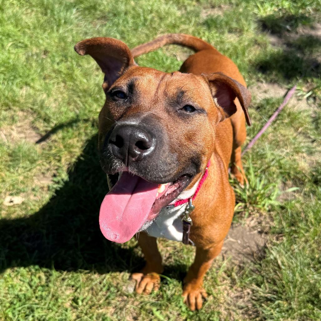Enlarge Canelo, a Adoptable Mixed Breed in East Hanover, NJ image 1/4