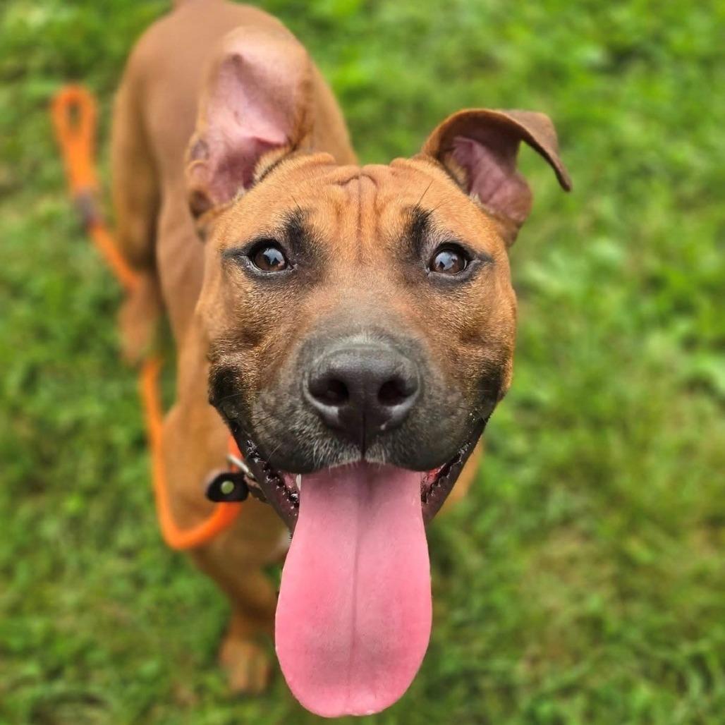Enlarge Canelo, a Adoptable Mixed Breed in East Hanover, NJ image 2/5