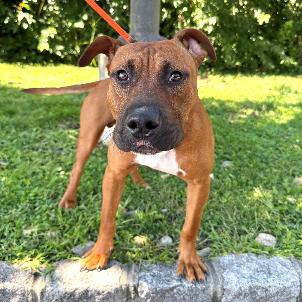Enlarge Canelo, a Adoptable Mixed Breed in East Hanover, NJ image 2/4