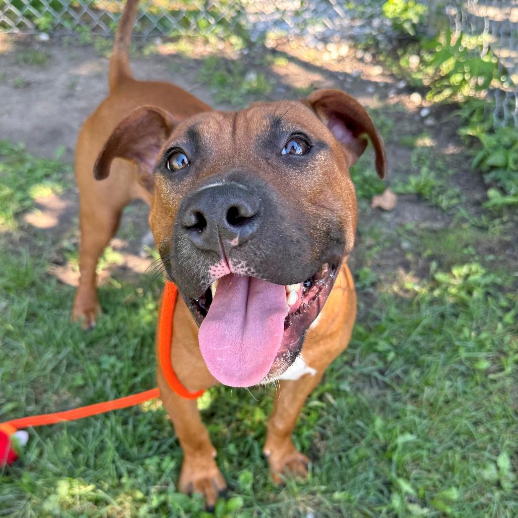 Enlarge Canelo, a Adoptable Mixed Breed in East Hanover, NJ image 3/4