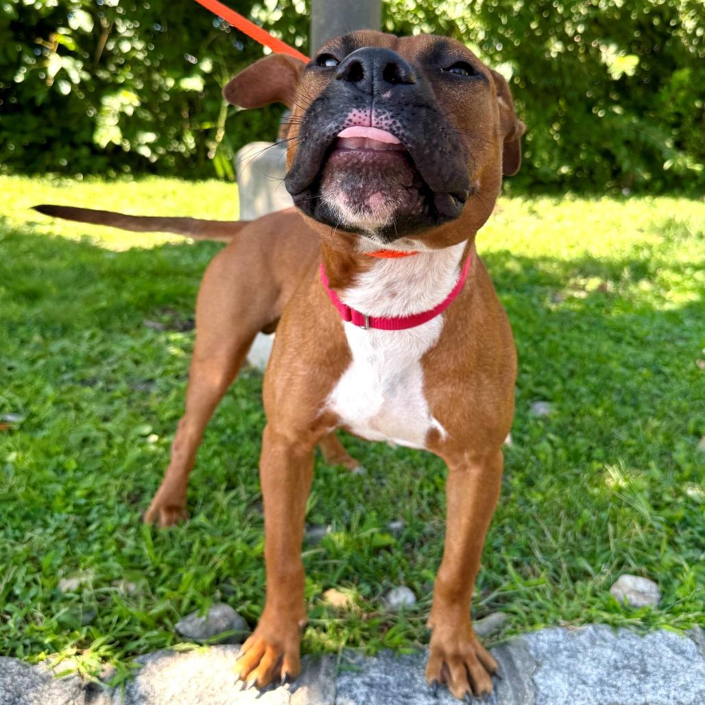 Enlarge Canelo, a Adoptable Mixed Breed in East Hanover, NJ image 4/4