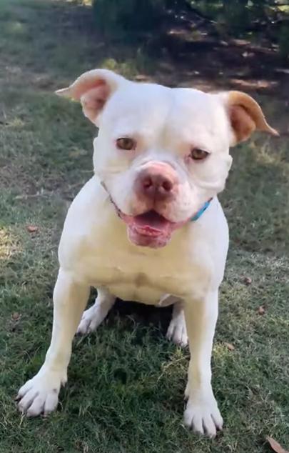 Coco, Adoptable, Adult Female Boxer & American Bulldog.