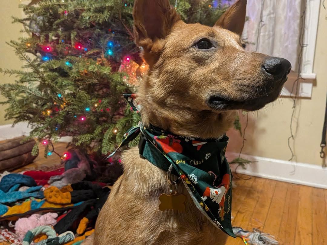 Enlarge Tom, an adoptable mixed breed in Albany, NY image 6/6