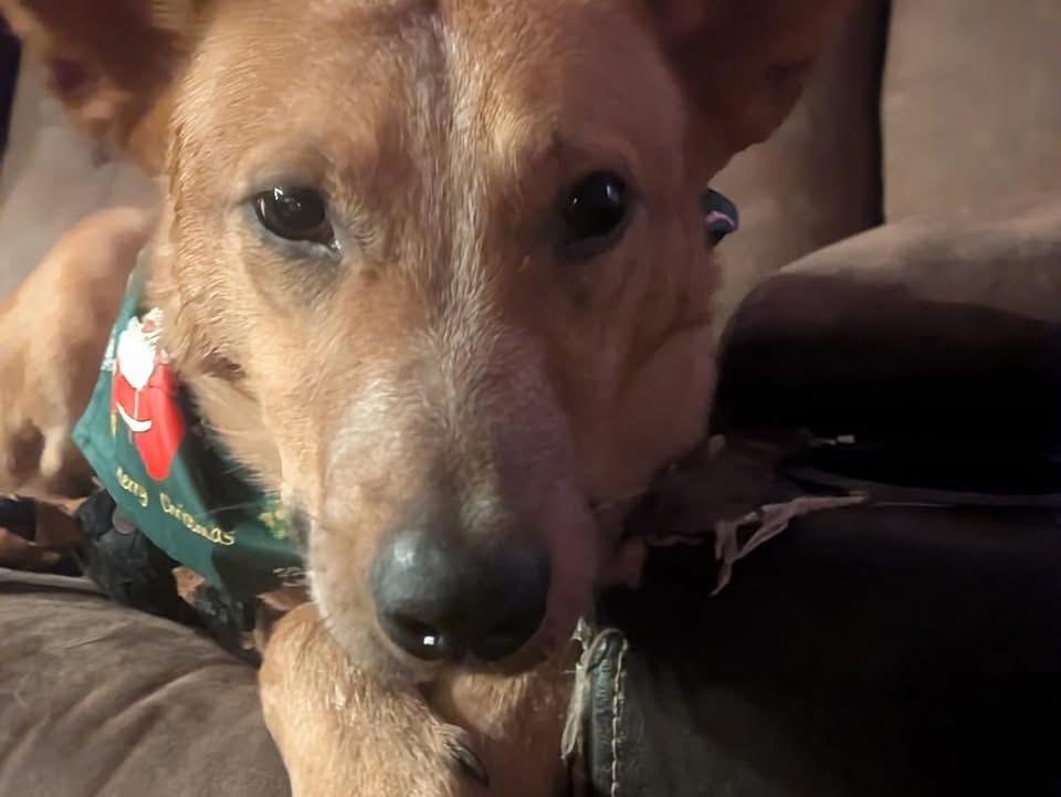 Enlarge Tom, an adoptable mixed breed in Albany, NY image 5/6