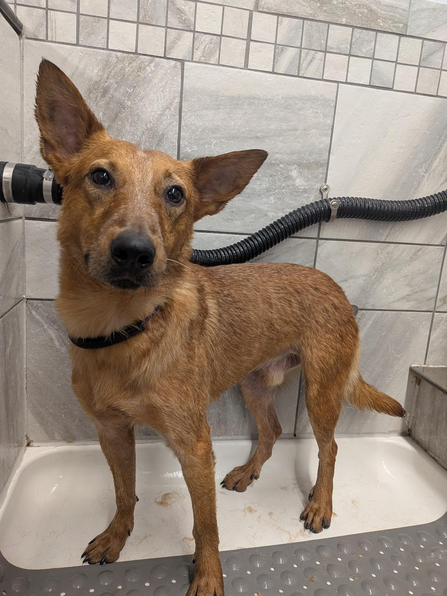 Enlarge Tom, an adoptable mixed breed in Albany, NY image 1/4