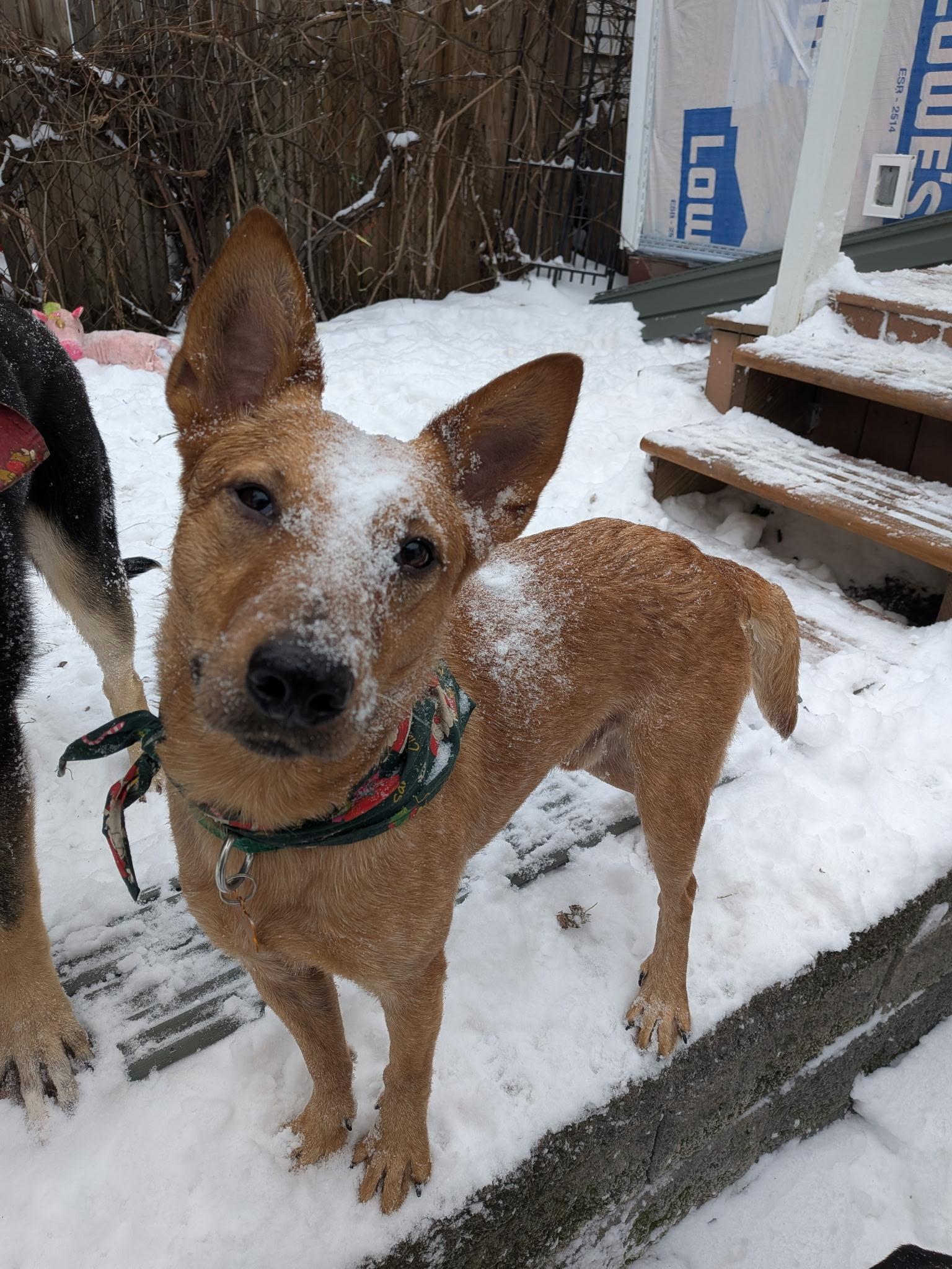 Enlarge Tom, an adoptable mixed breed in Albany, NY image 2/4