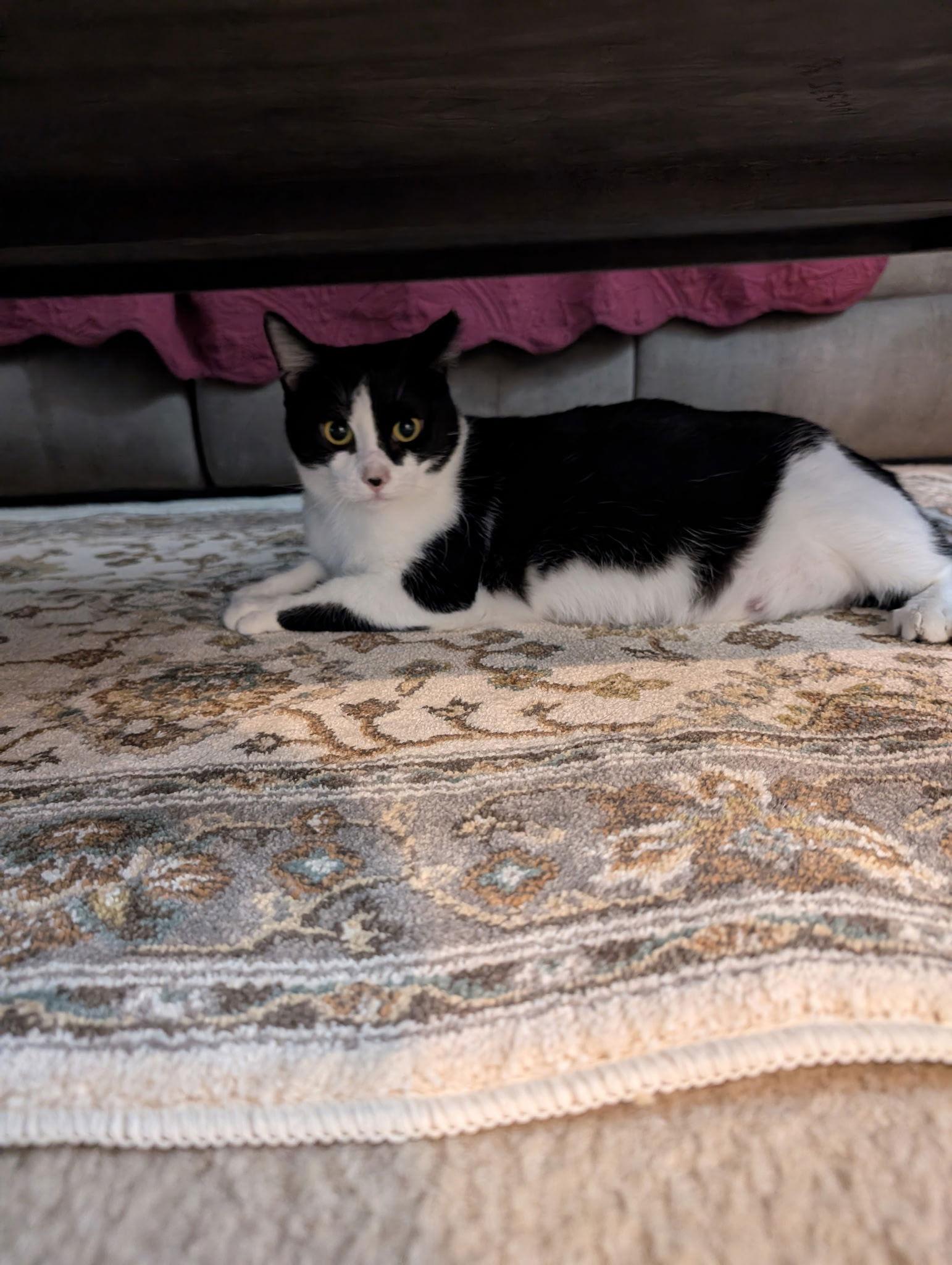 Enlarge Oreo, a Adoptable Tuxedo in Fort Myers, FL image 1/3