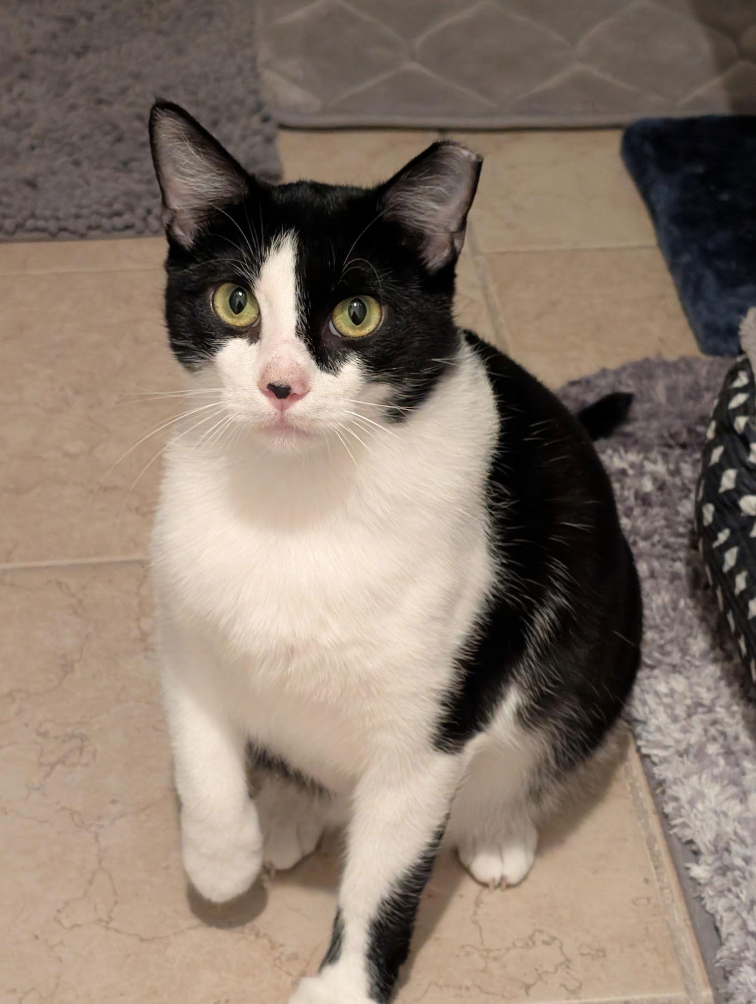 Enlarge Oreo, a Adoptable Tuxedo in Fort Myers, FL image 2/3