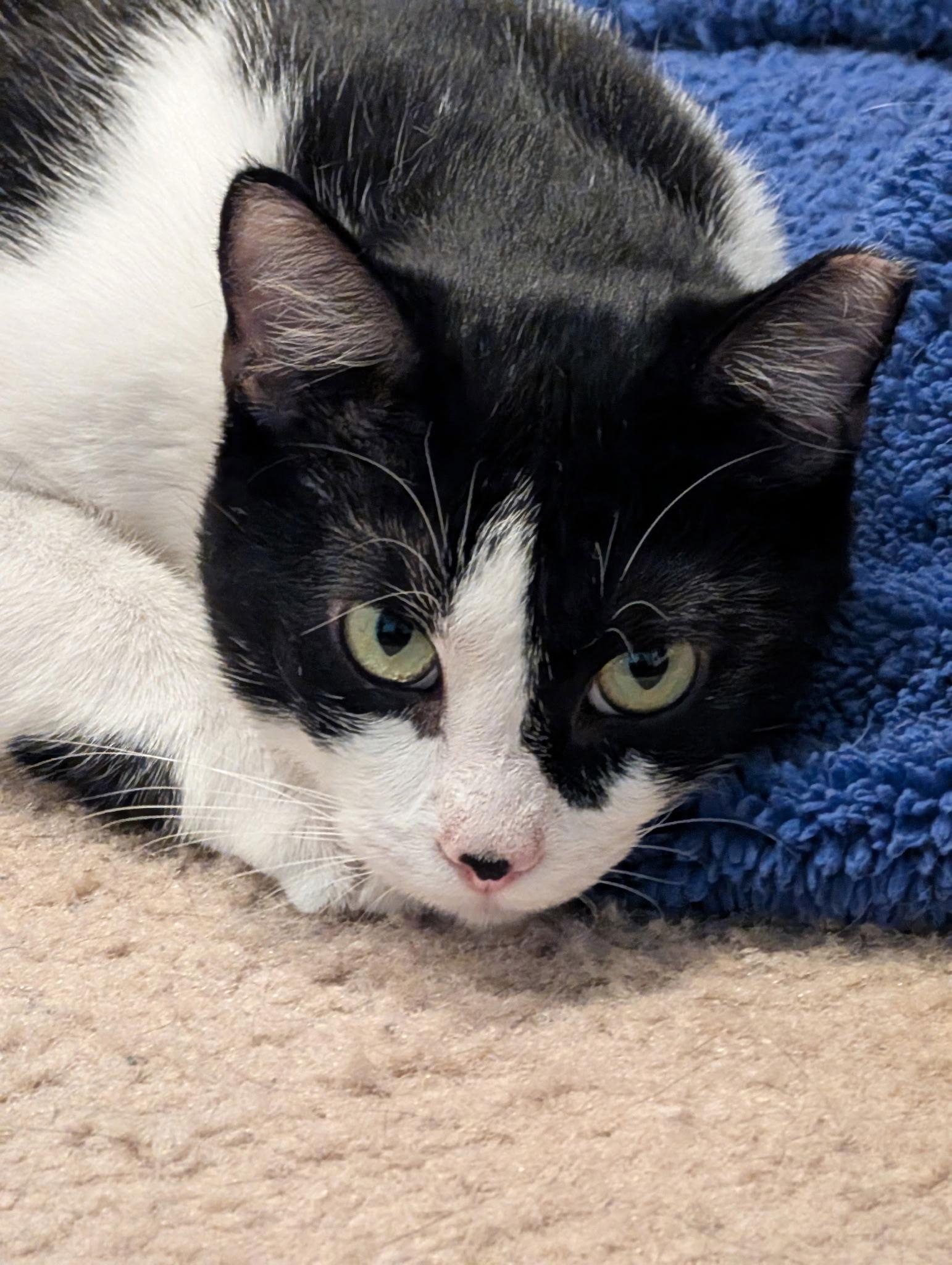 Enlarge Oreo, a Adoptable Tuxedo in Fort Myers, FL image 3/3