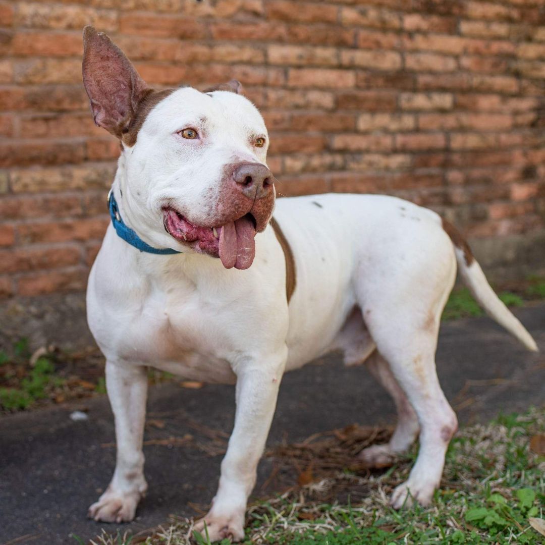 Drax — thumbnail 4